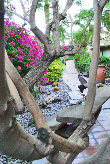 lush garden